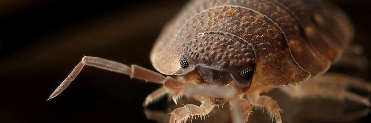 Bed bug control service